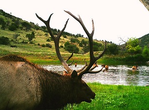 ELK List Image